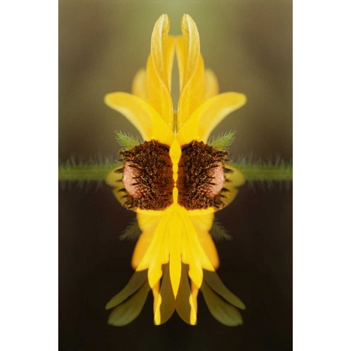 USA, Colorado, Boulder Sunflower montage